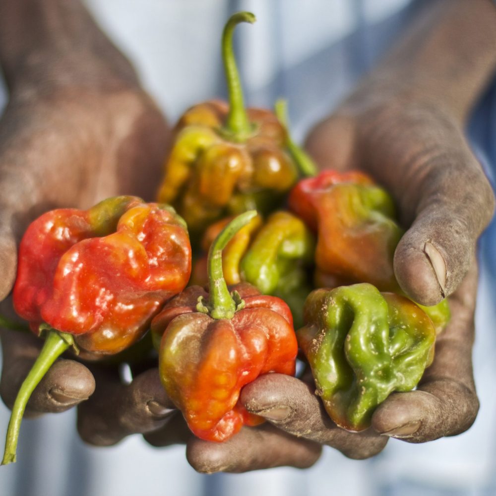 Frön för framtiden